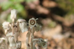 Monotropa uniflora