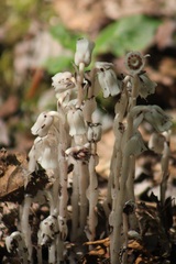 Monotropa uniflora