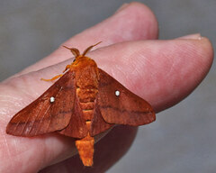 Anisota pellucida