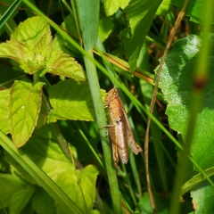 Chorthippus dorsatus