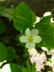 Viola canadensis