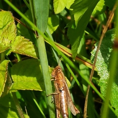 Chorthippus dorsatus