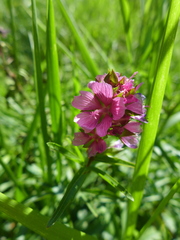 Sidalcea hendersonii
