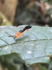 Thyrsophorinae
