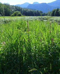 Sidalcea hendersonii