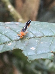Thyrsophorinae