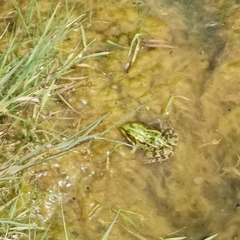 Pelophylax