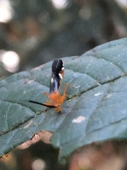 Thyrsophorinae