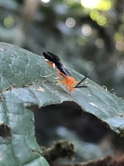 Thyrsophorinae