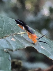 Thyrsophorinae