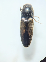 Ampedus sayi
