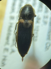 Ampedus oblessus