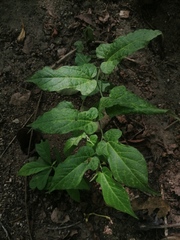 Aristolochia nelsonii
