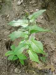Aristolochia nelsonii