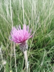 Cirsium dissectum