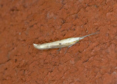 Plutella porrectella