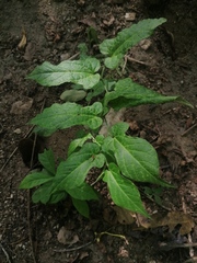 Aristolochia nelsonii