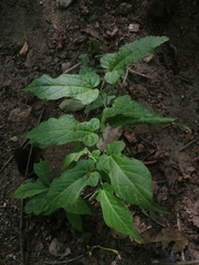 Aristolochia nelsonii