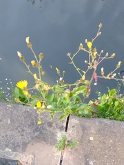 Hieracium amplexicaule spelaeum