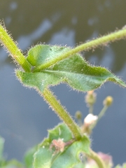 Hieracium amplexicaule spelaeum