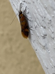 Promalactis procerella