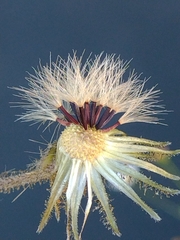 Hieracium amplexicaule spelaeum