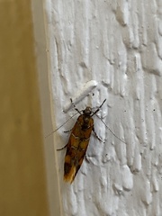 Promalactis procerella