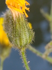 Hieracium amplexicaule spelaeum