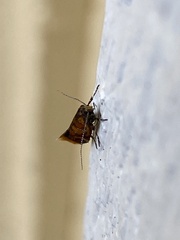 Promalactis procerella