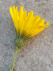 Hieracium amplexicaule spelaeum