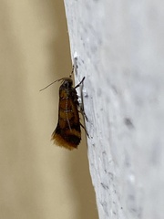 Promalactis procerella