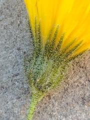 Hieracium amplexicaule spelaeum