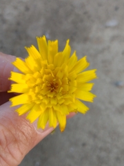 Hieracium amplexicaule spelaeum