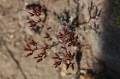Chorizanthe staticoides