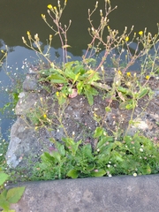 Hieracium amplexicaule spelaeum
