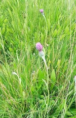 Cirsium dissectum