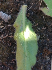 Hieracium amplexicaule spelaeum
