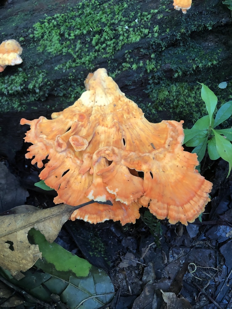 Laetiporus pratigiensis