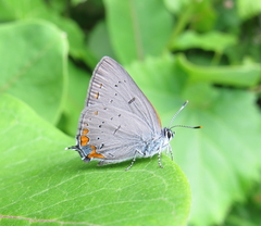 Satyrium acadica