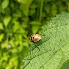 Meristata spilota