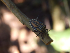 Piezosternum thunbergi