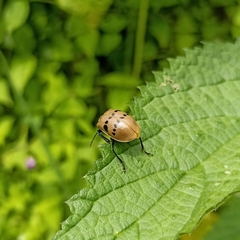Meristata spilota