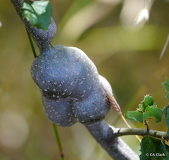 Protobalandricus spectabilis