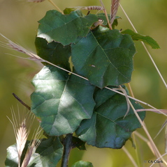 Protobalandricus spectabilis