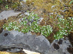 Arenaria humifusa