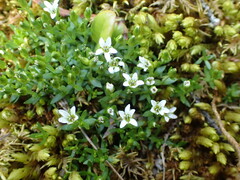 Arenaria humifusa
