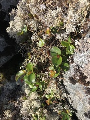 Salix herbacea