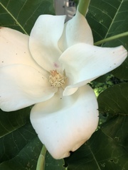 Magnolia macrophylla ashei