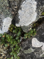 Salix herbacea