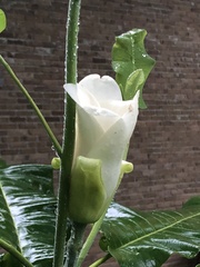 Magnolia macrophylla ashei
